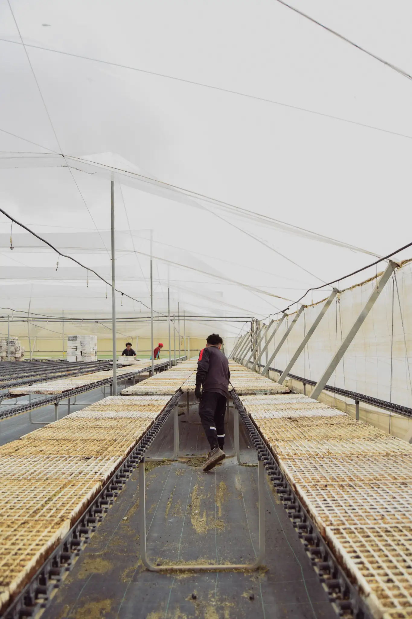 producción de plantas